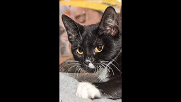 Nessa is a CH baby that is ready to go. Good with dogs, cats, and kids. Spayed up to date on vaccinations, and combo tested - just waiting for you! Call 989-894-0174.