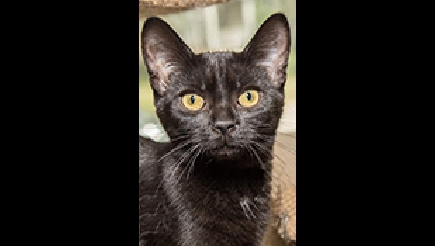Tiffany is a sweet girl who wants her very own family. Fixed and up to date on vaccinations! She’s a black beauty. Call   989-894-0174.