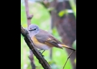 Adult Female American Redstart