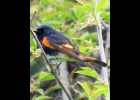 Adult Male American Redstart