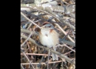 American Tree Sparrow