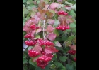 The Highbush Cranberry Shrub provides food for wintering birds and for migrating birds when they return in the spring.                           --Courtesy Photo