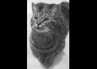 Jonah is a one year old brown tabby kitten. His tail had to be amputated because of injury. He’s neutered and up-to-date on vaccines. Likes kids, dogs, and other cats. If interested in giving Jonah a forever home call 1-989-894-0174.