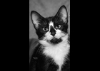 Simon is a adoable black and white kitten looking for a furever family. Neutered and up to date on vaccines. Call 1-989-894-0174.