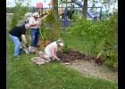 Rotary club members work to spruce -up the Bandshell “Outdoor Theatre” in Doc Letchfield Park. --Journal Photo