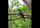 An eastern pewee seen in a yard in Pinconning recently                                                    --Courtesy Photo