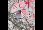 A Common Redpoll perched in a tree.