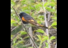 This American Redstart was seen recently in a yard in Pinconning Township. --Courtesy Photo