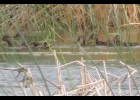 This black duck female with offspring was seen along the Saginaw Bay shoreline by a resident in Pinconning. --Courtesy Photo