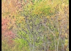 Two common sights in our area each fall, black birds and trees in full color. --Courtesy Photo