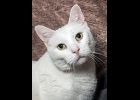 Aspen is our pet of the day. Super sweet boy who loves people but not other animals so much! Call 989-894-0174.