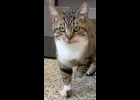 My sweet Addison is up for adoption at the Humane Society cattery. She’s a brown and white tabby. Up to date on vaccines,  and spayed. If interested con-tact: info@humanesocietybc.org .