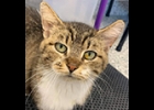 This is Addison, 6 year old female, Look at that sweet face. FIV positive, no big deal. She is in the Humane Society of Bay County cattery. info@humanesocietybc.org.