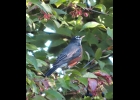 A ROBIN taking berries off a nannyberry viburnum shrub. The adult American Robin prefers berries, however they are often seen pulling worms from the ground for their young. --Courtesy Photo