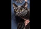 Atticus is our pet of the day. This spunky, sweet boy is ready to join your family. Black panther Call 989-894-0174.
