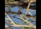 A BARN Swallow perched on a branch at Nayanquing Point. --Courtesy Photo