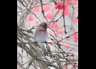 A Common Redpoll perched in a tree. --Courtesy Photo