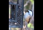 A Black-capped Chickadee. --Courtesy Photo