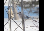 Blue Jay seen in Pinconning Area. Courtesy Photo