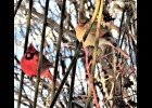 A pair of Cardinals perch in a highbush cranberry shrub. --Courtesy Photo