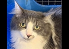 Lego is a handsome, long haired, gray and white boy. He’s shy until he gets to know you. He loves canned food, is neutered and up to date on vaccines. He’s also at Soldans Pet Supplies in the Humane Society of Bay County adoption Center. info@humanesocietybc.org