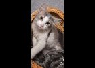Opal is a little gray and white girl. She loves to snuggle. Four months old, spayed and up to date on vaccines. Call 1-989-894-0174.
