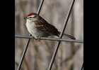 A Chipping Sparrow in Pinconning Township last week. --Courtesy Photo