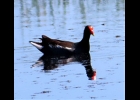 A Common Gallinule seen recently at Nayanquing Point --Courtesy Photo