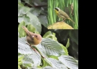 A female common yellowthroat with the male in the inset photo --Courtesy Photo