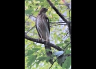 A Cooper’s hawk sit proudly in this three. Notice the length of the tail. --Courtesy Photo