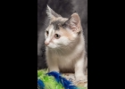 Daisy is a beautiful dilute calico. Three and a half months old, very playful, and independent. She will be ready for adoption in 2 weeks. Good with dogs and cats. Call 989-894-0174.