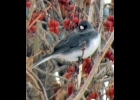 A DARK-EYED JUNCO left the ground for a few minutes to perch in a colorful shrub before resuming its search below. --Courtesy Photo
