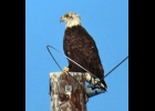 A BALD EAGLE SPOTTED NEAR PINCONNING that has not quite reached adulthood; with a solid brown body, mostly white head - but isn’t fully white, and its tail is still mostly brown. It takes about 4 years for an eagle to attain its classic look. --Courtesy Photo