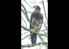 Immature Bald Eagle