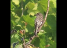 Eastern Phoebe