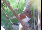 An eastern towhee, Michigan’s most colorful sparrow. --Courtesy Photo