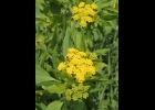 GOLDEN ALEXANDERS ARE IN BLOOM at the McLean Nature Preserve. --Courtesy Photo