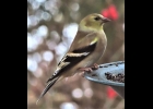 Pictured ABOVE is the American Goldfinch perched on a feeder (left) and the Pine Siskin perched on a tree branch. --Courtesy Photo