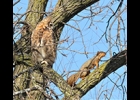 THIS GREAT HORNED OWL and squirrel were spotted in a tree in late October. --Courtesy Photo