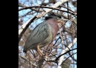 Adult