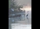 This scene showing White and Blue Herons on the Saginaw River just screams tranquility. --Courtesy Photo