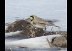 Horned Lark