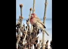 A HOUSE FINCH perched in a lilac bush. --Courtesy Photo