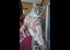 Kallie is a 3 yr. dilute calico cat looking for a family to adopt her. She’s good with kids, cats and calm dogs. Spayed and up to date on vaccines. If interested go visit her at Soldans adoption center in Bay City.