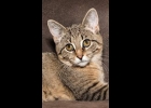Destiny is still waiting for her furever home. She’s a little brown tabby Angel.  Can you help Destiny? She’s beautiful, spayed and up to date on vaccines.  Call 989-894-0174.