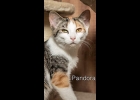 Pandora is a shy girl who doesn’t understand why no one has the patience to let her come out of her shell and let her have a furever home! Up to date on vaccinations and spayed. Call 989-894-0174.