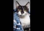 Pauline is a very beautiful black and white cat. She is 3-4yrs. old, spayed and up to date on vaccines.  She’s a great cat getting over looked for kittens If interested call 989-894-0174.
