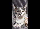 Beautiful Lily is still waiting on her furever home. She likes her people, does well with dogs, and she tolerates cats that don’t try to challenge her. Three years old, spayed, up to date on vaccinations, and combo tested. Call 989-894-0174