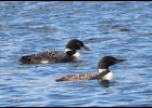 These two Common Loons were seen on a lake near Hale, Michigan. --Courtesy Photo