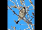 The female in the accompanying photo (she has a brown back as opposed to a male’s dark blue back) was seen eyeing a backyard feeder recently near Pinconning. --Courtesy Photo